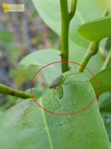 The smallest praying mantis is the bolbe pygmaea. Healthy Nurul Beauty: Another pest control insect in my ...