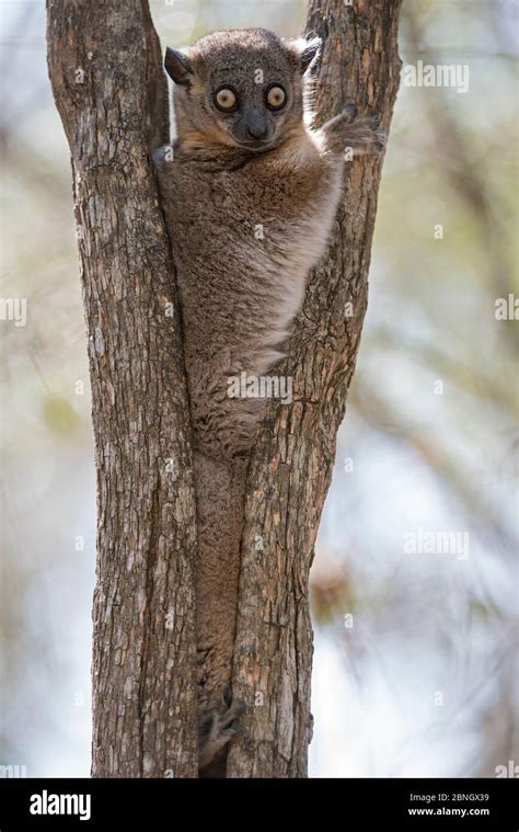 Hubbards Sportive Lemur Lepilemur Hubbardorum In Tree Fork Zombitse