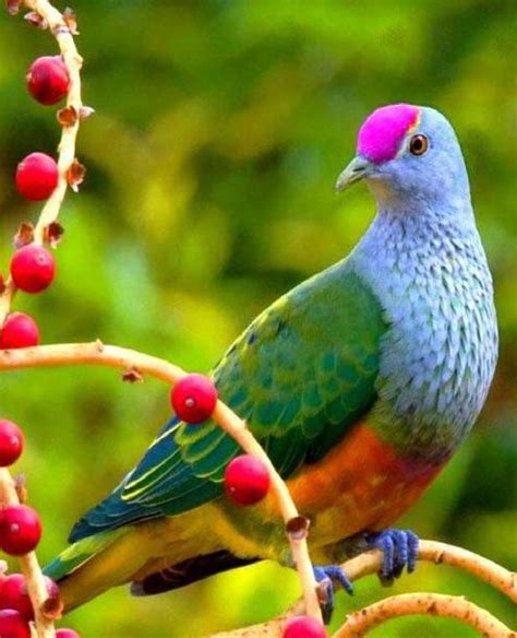 Found On Bing From Animalia Lifeclub Beautiful Birds Birds Pretty