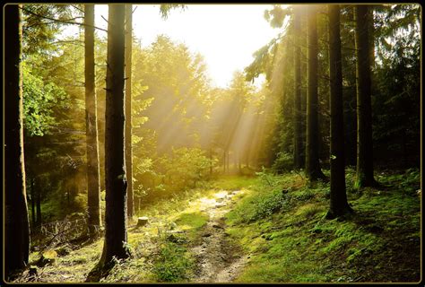 Fondos De Pantalla Luz De Sol Paisaje Naturaleza Césped Cielo