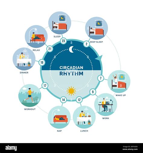 Circadian Rhythm And Daily Activities Daily Routine Of A Woman And