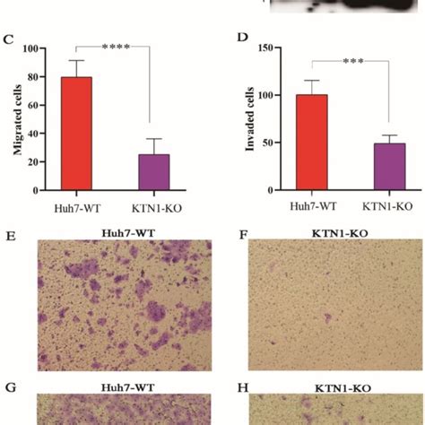 CRISPR Cas9 Mediated KTN1 Knockout And Biological Functions Of KTN1 In