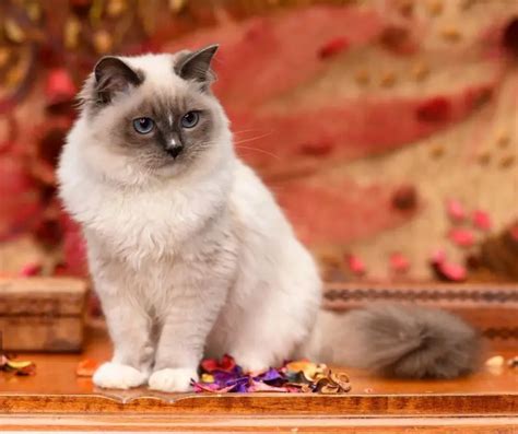 Fun Ragdoll Facts For Kids All You Need To Know