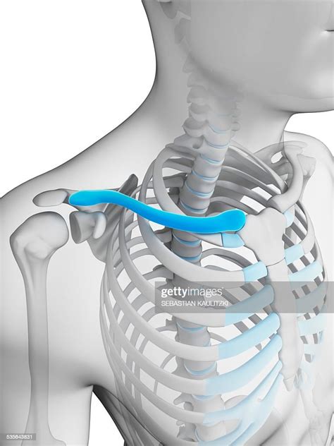 Human Collar Bone Illustration High Res Vector Graphic Getty Images