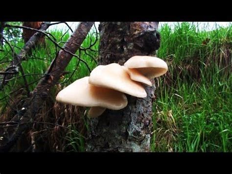The mushrooms are grouped by family, so closely related mushrooms are listed together. Mushroom Identification & Foraging Oysters - GardenFork ...