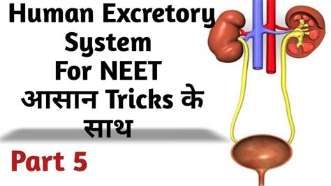 Human Excretory Systems For Neet 2020 Neet Biology Class 11 Biology