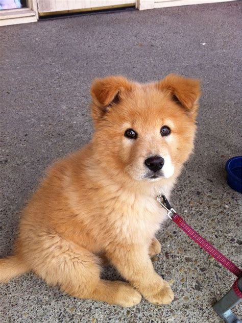Shiba Chow Mix