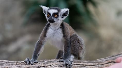 Download Wallpaper 1920x1080 Lemur Glance Funny Animal Full Hd Hdtv