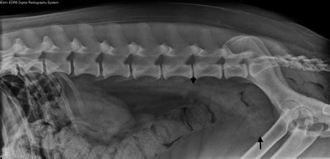 Mandibular Metastasis Of A Prostatic Carcinoma In A Dog Michalak