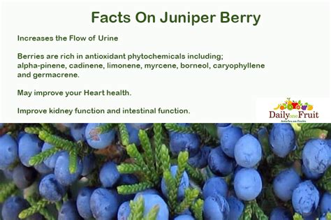 Health Facts On Juniper Berry Dailyonefruit