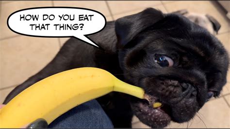Silly Pug Eating A Banana Youtube