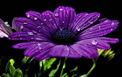 Cool Purple Wallpapers Flower Background Backgrounds Flowers
