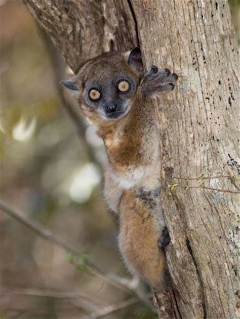 Red Tailed Sportive Lemur Paul Stanbury Wildlife Tour Types Of