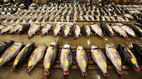 Overfishing Pictures Overfishing And Iuu Fishing Sunwalls