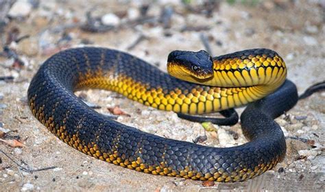 15 Deadliest Snakes On Earth
