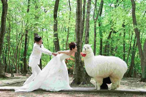 Priced $350, our run away bride elopement wedding package includes: Book a Venue & an Alpaca at Hotel Epinard Nasu in Japan | Cute alpaca, Wedding photos, Unique ...