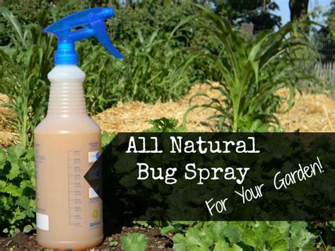 Homemade All Natural Insect Spray For Your Garden Queen