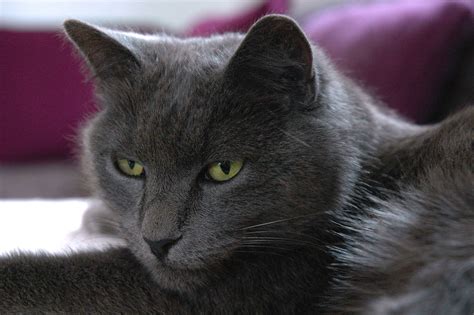 See more ideas about russian blue, cats, russian blue cat. russian blue cat free image | Peakpx