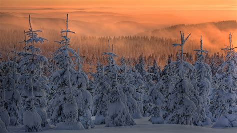 Wallpaper Nordic Pine Winter Snow Forest Pine Desktop Wallpaper