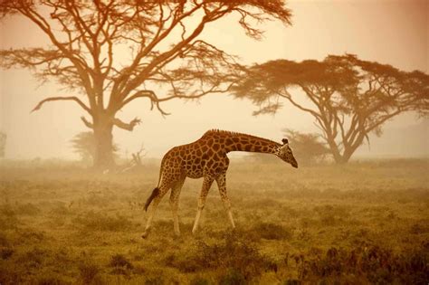 Reasons To Visit An African Safari This Summer African Safari Tours