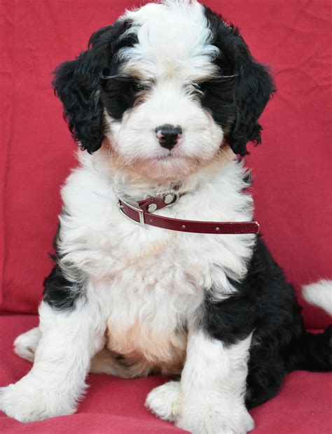 Our beautiful healthy team of little ones will be ready by the e. Courageous #MiniBernedoodle | Bernedoodle puppy, Puppy ...