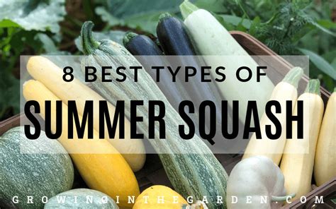 5 Tips For Growing Summer Squash