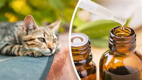 Essential oils for pets book. Are Essential Oils Harming Your Pets? Here's How To Know