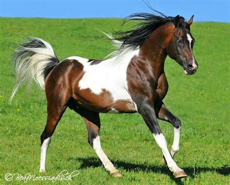 204 Best Arabian Horse Odd Colors Images On Pinterest Horse Odds