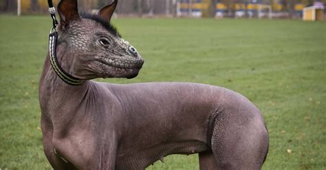 25 Animal Hybrids That Will Give You Nightmares You Cannot Unsee 8