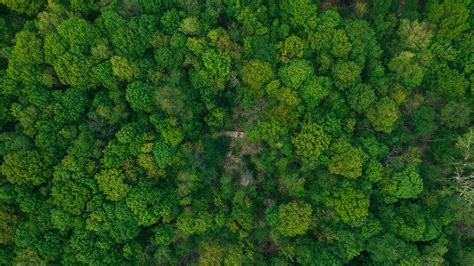 Forest Aerial View Green Trees Treetops 4k Hd Wallpaper