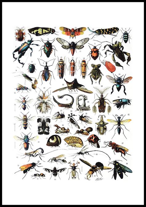 Buy Insects Chart I Poster Here Bgastoreie