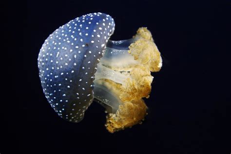 Jellyfish Phyllorhiza Punctata Is Known As The Australian Flickr