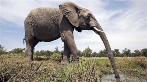Bbc Earth Why The Elephant Has A Long Trunk
