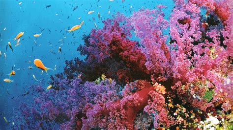 Coral Reef Backgrounds 54 Images
