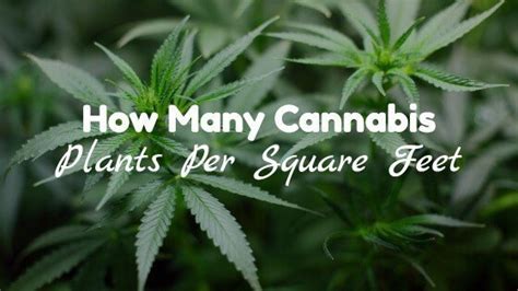If you're wondering how many led grow lights are needed per square meter of crop, then you first have to go further. Q&A: How Many Cannabis Plants Per Square Foot? | THC Overdose