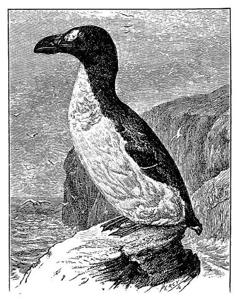 Great Auk Illustrations Royalty Free Vector Graphics