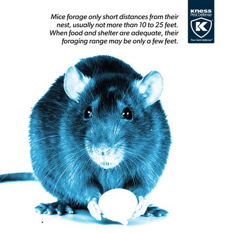 Although Most People Consider Mice Less Objectionable Than Rats Mice