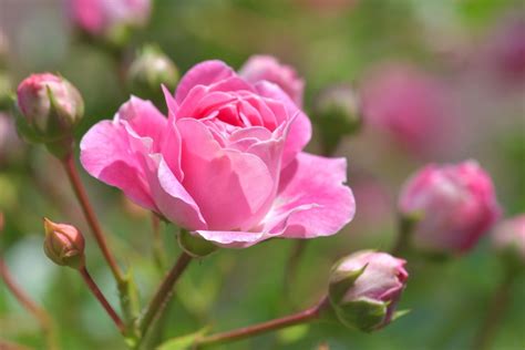 5 Tipps Zur Rosenpflege Blumen News By Floristwebde