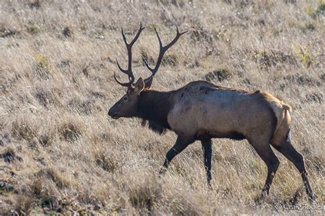 Bull Elk Mendonoma Sightings