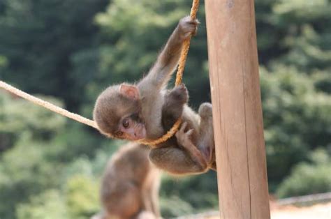Monkey Behavior The Social Lives Of Monkeys Understanding Their