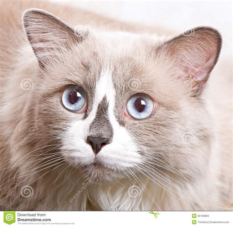 Ragdoll Breed Of Cat Face Stock Image Image Of Feline