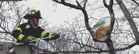 Originally posted to flickr as lonely at the top: KFD rescues injured cat stuck in a tree - The Observer Online