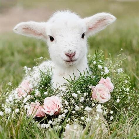 White Lamb Pink Flowers Cute Goats Cute Animals Cute Baby Animals