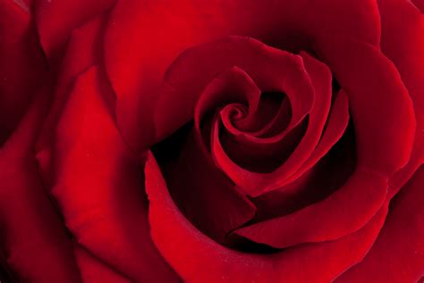 Free Photo Red Rose Close Up Beautiful Macro Rose Free Download Jooinn