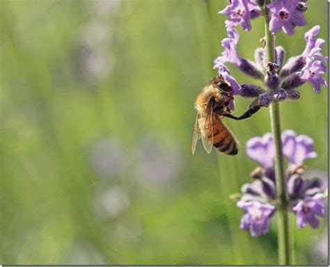 It's brilliant for bees, but studies have shown that phacelia is also the best flower for attracting parasitic hoverflies, ensuring they spend longer on the plot, laying eggs and hunting. Creative Treasures: Anxiously Engaged | Bee, I love bees ...