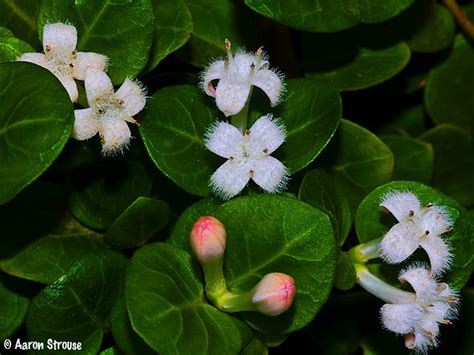 Partridgeberry Ground Cover Plant In The Wild Aaron Strouse Flickr