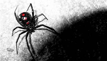 Spider Widow Wallpapers Spiders Animal Background Redback