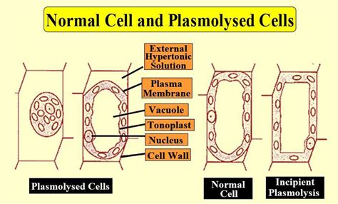 Plasmolysis In A Cell Examples Importance And Types Vlrengbr