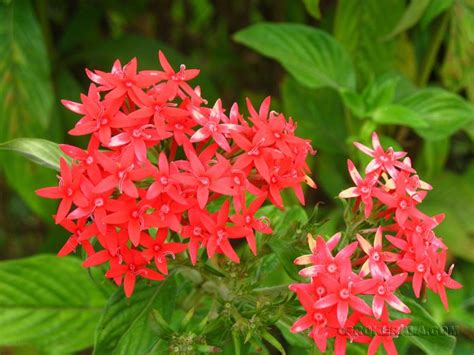 Plants become stressed in the absence of water and die. Pin on Science and Nature