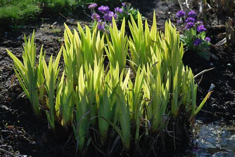 Iris Mellow Yellow Perennials For Sale Uk
